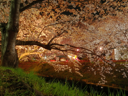 夜桜見物♪