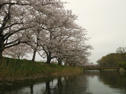 お花見カヌー♪