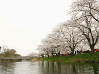 お花見カヌー♪