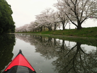 お花見カヌー♪