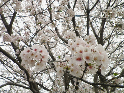 お花見カヌー♪