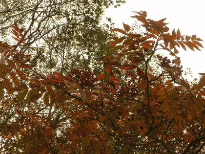 紅葉カヌー♪