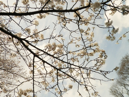 お花見カヌー♪