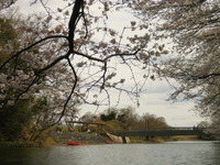 お花見カヌー♪
