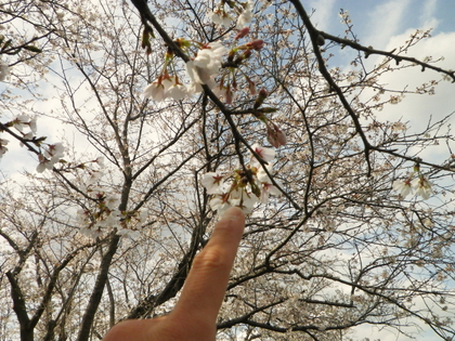 お花見カヌー♪