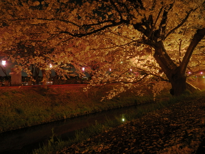 桜の光に誘われて ♪