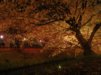 桜の光に誘われて ♪