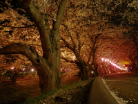 桜の光に誘われて ♪