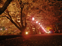 桜の光に誘われて ♪
