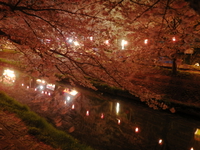 桜の光に誘われて ♪