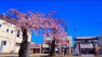 S・A・K・U・R・A 2016/04/07 18:38:53