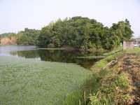 N池