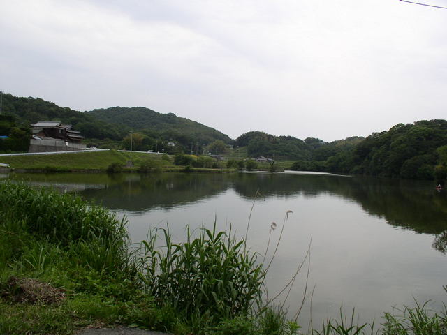 淡路島ため池探検隊:Y池・S池(淡路市山田)/フナ、バス、鯉、ブルギル