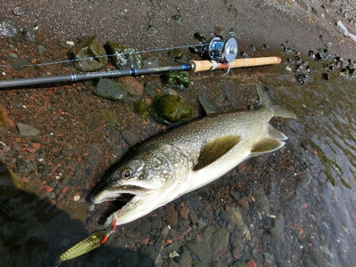釣りに行けない鱒釣り師 中禅寺湖 レイクトラウト