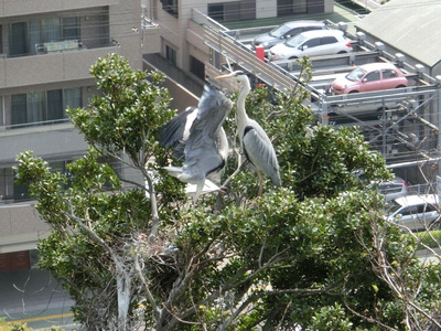 徳島中央公園　城山の鳥