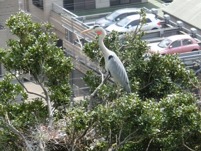徳島中央公園　城山の鳥