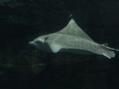 須磨海浜水族園にいってみました