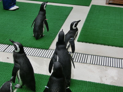 須磨海浜水族園にいってみました
