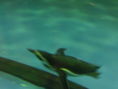 須磨海浜水族園にいってみました