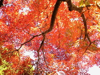 紅葉を前に。。。
