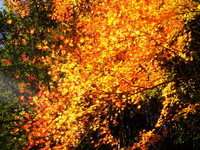 12/4（土）　紅葉の亀山湖 ♪