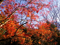 12/4（土）　紅葉の亀山湖 ♪