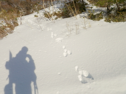 2013.1.12  なんちゃってBC　根子岳 ♪