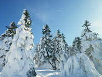 2013.1.12  なんちゃってBC　根子岳 ♪