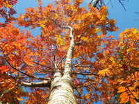 紅葉の金峰山 ♪