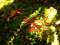 紅葉の金峰山 ♪