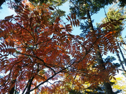 紅葉の金峰山 ♪