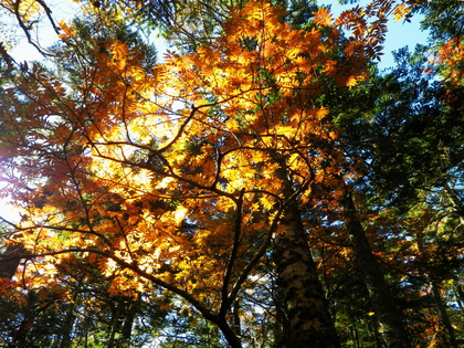 紅葉の金峰山 ♪