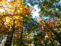 紅葉の金峰山 ♪