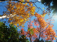 紅葉の金峰山 ♪