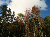 紅葉の金峰山 ♪