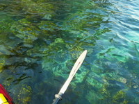 勝山 浮島でのんびり ♪