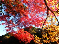紅葉の亀山湖 ♪