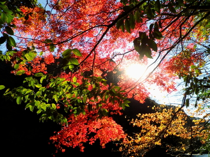 紅葉の亀山湖 ♪