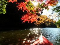紅葉の亀山湖 ♪
