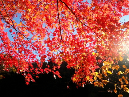 紅葉の亀山湖 ♪