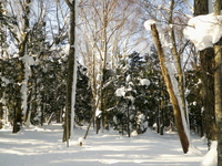 スノーシュー＆雪洞作り ♪
