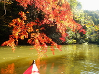 紅葉の亀山湖 ♪
