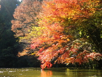 紅葉の亀山湖 ♪