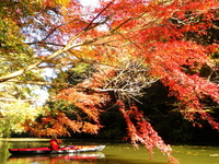 紅葉の亀山湖 ♪