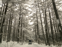 霧ヶ峰高原 （車山湿原） をスノーシュー ♪