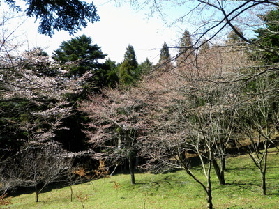 裏山でお花見？