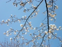 裏山でお花見？