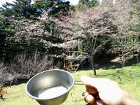 裏山でお花見？