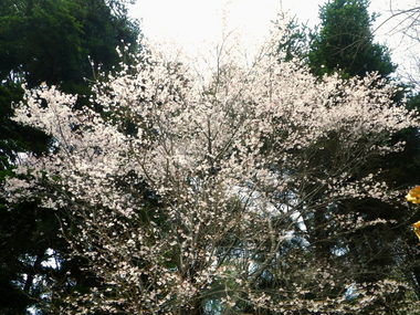 春の訪れを感じながら