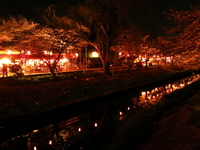2012.4.10　春の夜の夢？